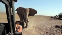 Bébé éléphant sauvé d'un trou