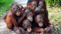 Adorable Orangutans Transported in Wheelbarrows