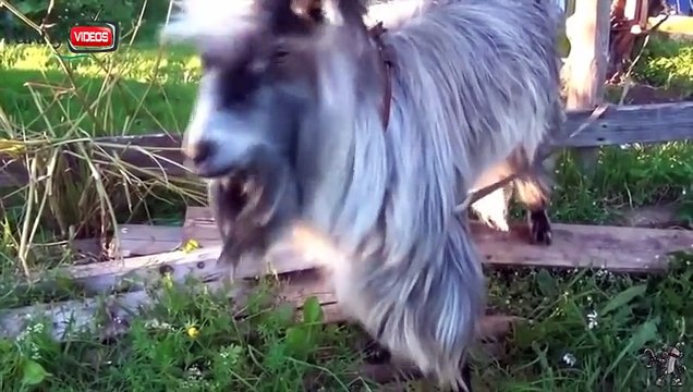 Watch Animals Are Awesome Too! Humans People Are Awesome Spoof