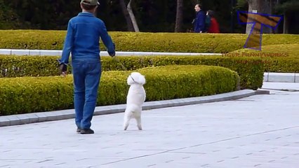 Funny pets walking on two legs - Funny and cute animal compilation