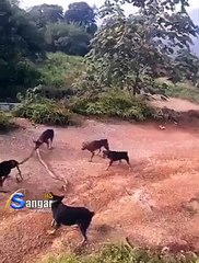 dogs  trying to catch snake must watch
