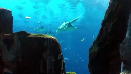 Z57 presents Party of Stingrays