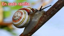 AQUEL CARACOL (Con Letras) - Canciones Infantiles/BabyKids