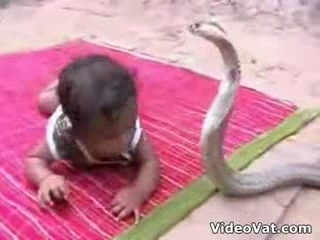 Video Cobra gioca con bambino... perché??