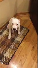Dog Smiles For The Camera . Try not to laugh !