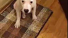 Dog Smiles For The Camera . Try not to laugh !