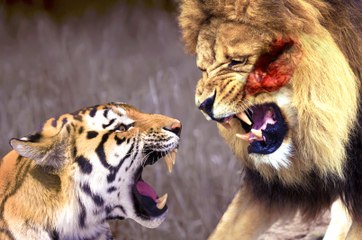 Lion vs Tiger Only Real Action - One Will Finish
