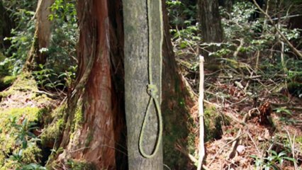 Japan's Suicide Forest Deaths - True Scary Horror Stories