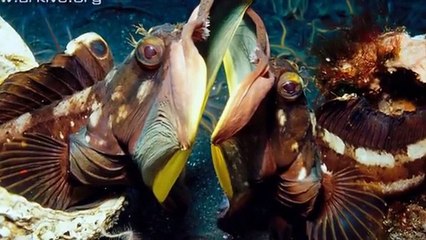 Most Scary Deep Sea Creatures | Viral on FB