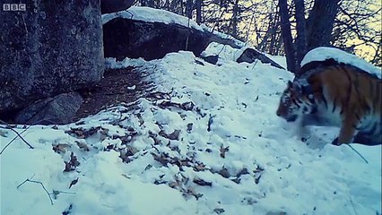Siberian Tiger Kill Operation Snow Tiger BBC