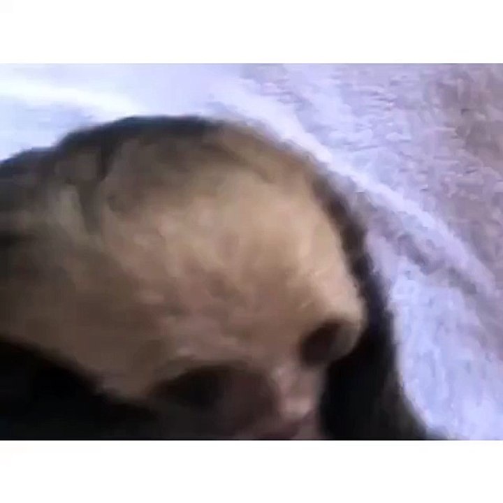 Baby Sloth in Costa Rica Sanctuary