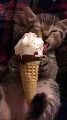 Cat eating ice cream