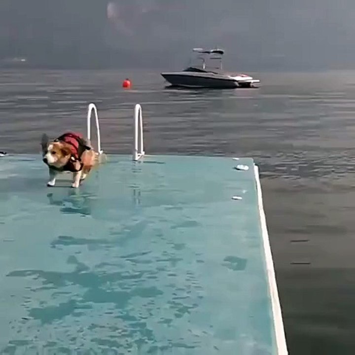 Corgi flop