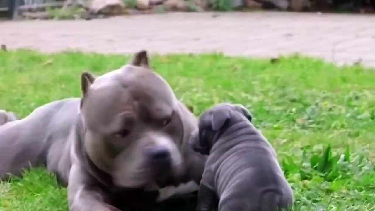 Dad and pup playing in the yard