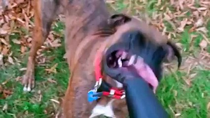 Dogs and leaf blowers in slow motion