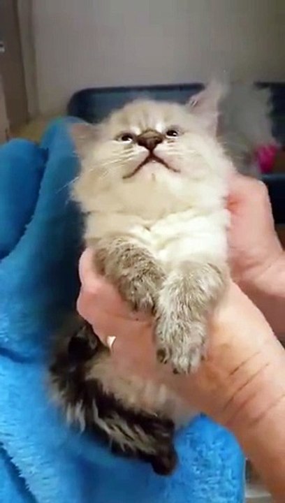 Most adorable kitten I've ever seen