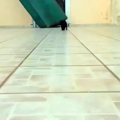 Teeny baby pugs make Sunday a better place