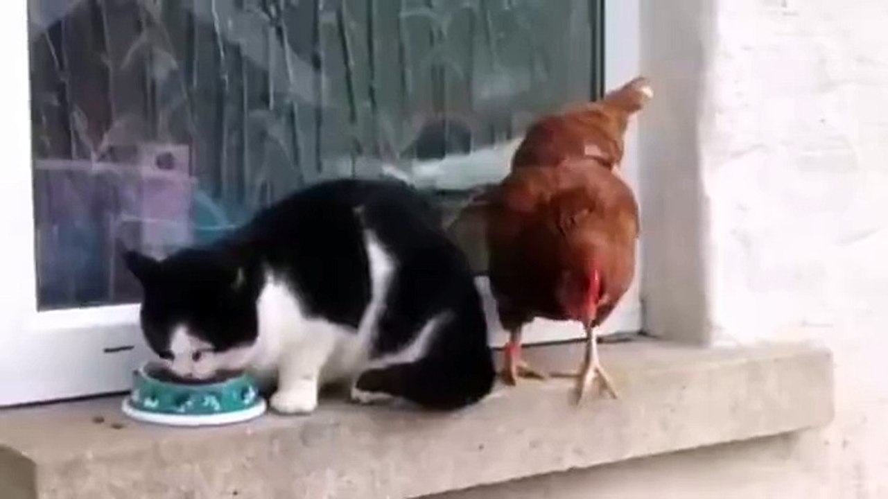 This is one bold chicken