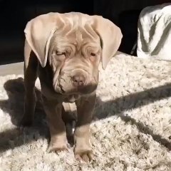 When a burger hits your face in slow motion