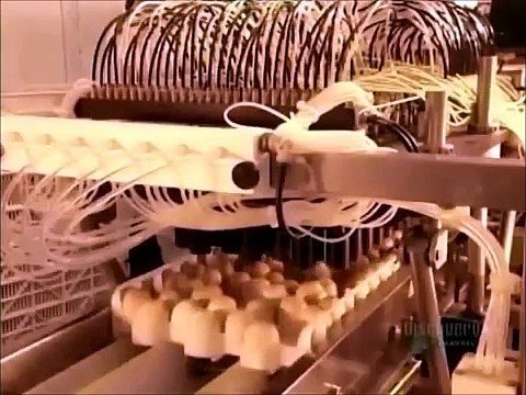 How Its Made - Hatchery Chicks