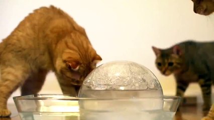 You should try this for your cats