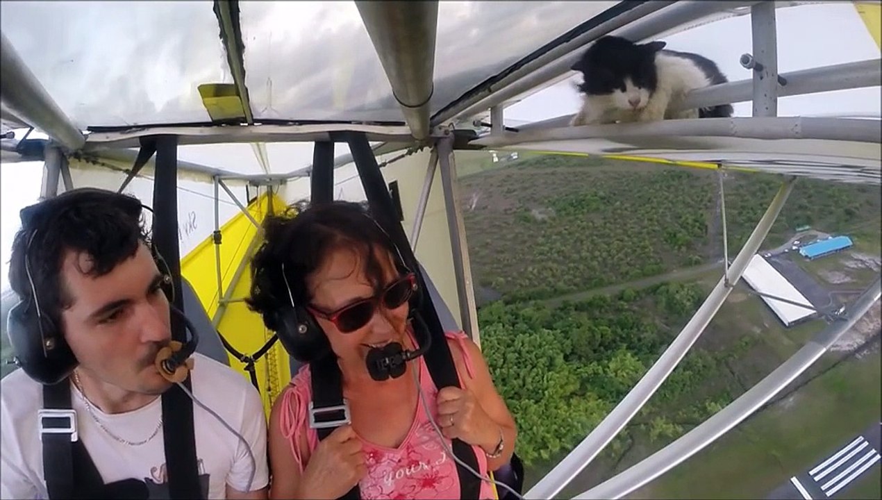 Remove cat before flight