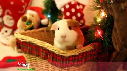 Animals Sing 12 Days of Christmas