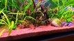 Busy Planted Community Tank (Ciano Emotions Nature 200) with Chihiros Doctor Super Aquarium Steriser (720p Full HD)