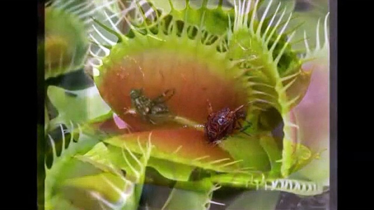Venus Flytrap