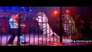 Something Special | Circus Animal Attact Human