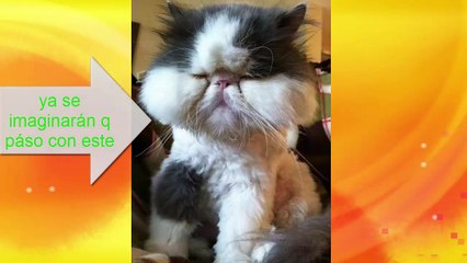 gatos graciosos/cute and funny cats