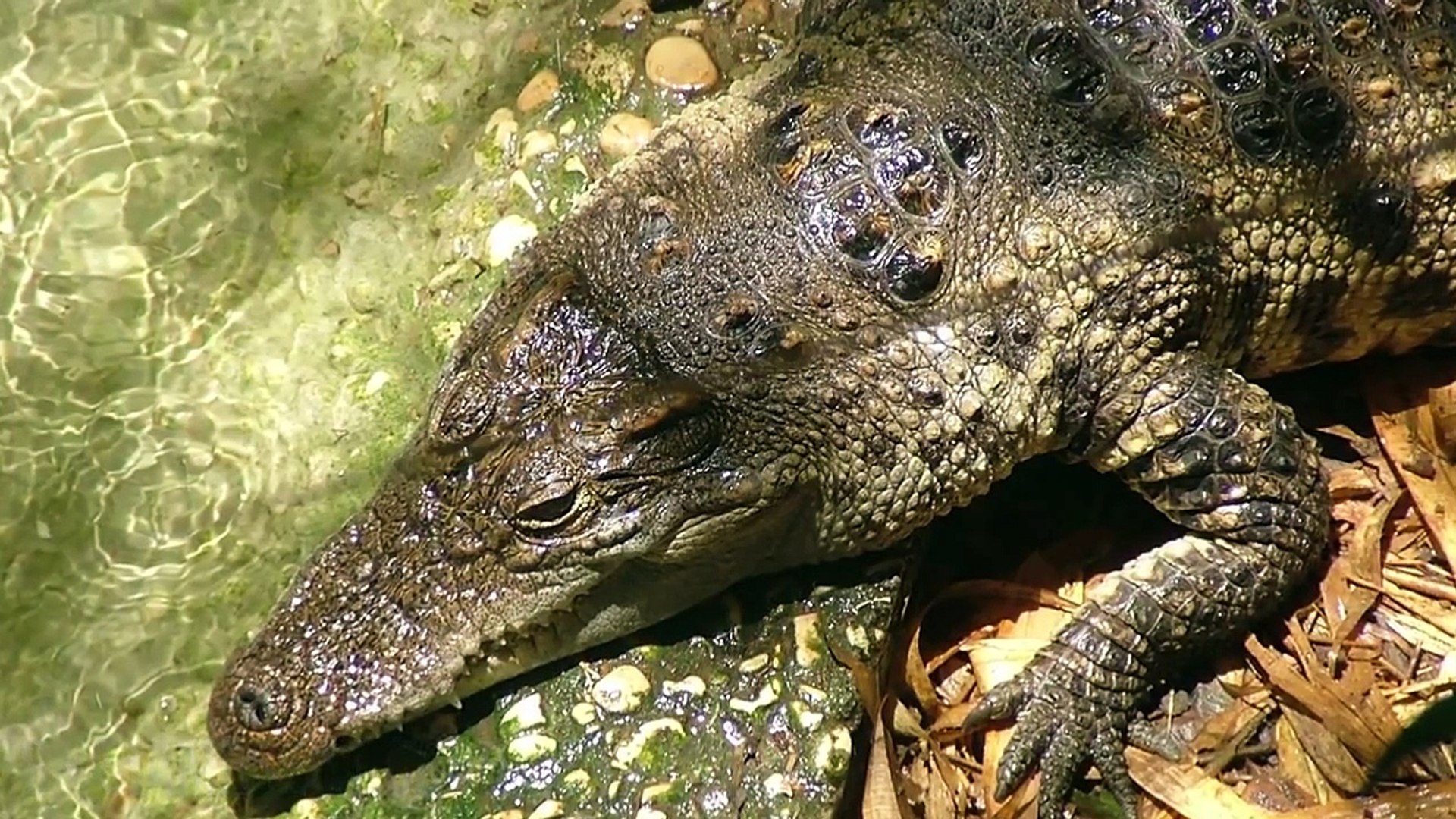 ⁣10 Rarest & Most Endangered Animals