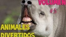 Mejor Compilación Animales divertidos 11 2014 Edición [NUEVO HD]