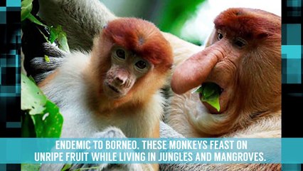 10 Very Weird Looking Animals