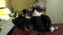 Clever Dog ! figures out how to get extra treats