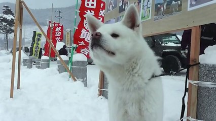 大館駅で秋田犬ふれあいコーナー