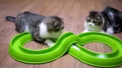 Funny Cats Compilation 60 min - NEW in HD 2014