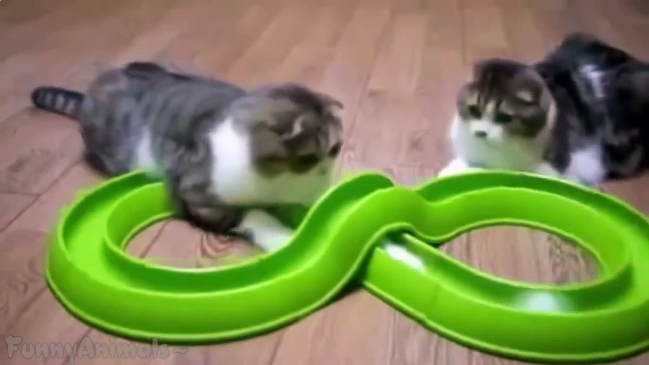 Funny Cats Compilation 60 min - NEW in HD 2014
