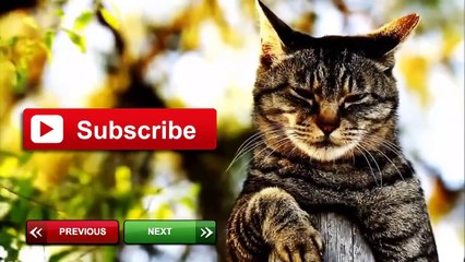 Коты дают пять (2015) | Cats Giving High Fives Compilation