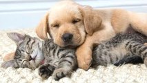 Divertido Gatos Y Perros Durmiendo Juntos Un Lindo Animales Videos De Compilación De 2022-2023