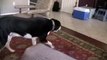 Hilarious Talking Dog Wants A New Friend – HAHA!