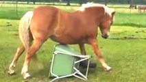 Cavallo divertente Video Compilation 2022-2023