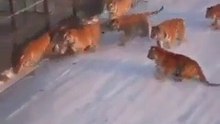 Lions at war.