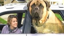 Top 10 Cani Più Grandi Del Mondo Con Cane Divertente Video Da Razze Di Compilazione 2022-2023