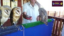 Sevimli Baykuş Videoları Derleme Komik Videolar Hd 720P