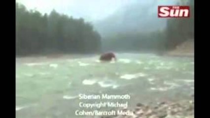 MAMUT GRABADO EN VIDEO CRUZANDO UN RÍO EN SIBERIA