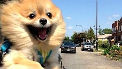 Divertido a los Perros de Un Gracioso Perro Videos de Compilación 2022-2023