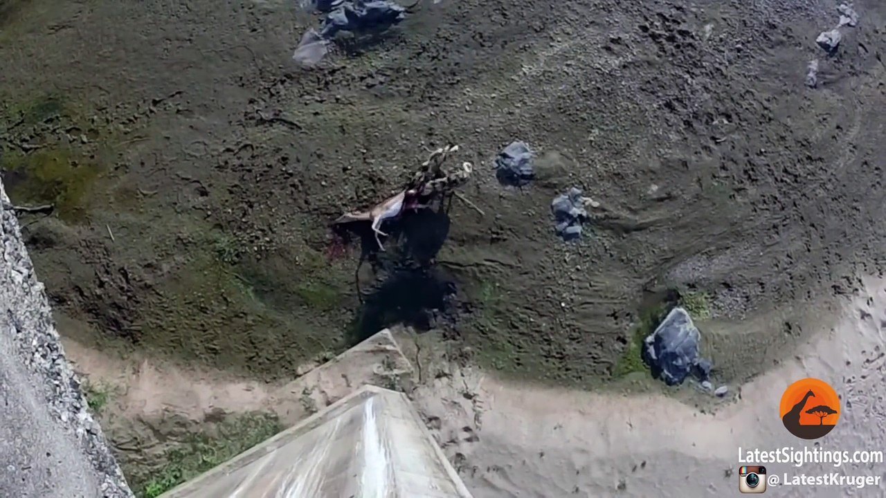 Nile Crocodile Steals Wild Dog's Kill - Latest Wildlife Sightings