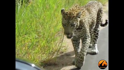 Leopard doesn't like what he sees in the mirror - 25 December 2012 - Latest Sightings
