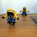 Perros Disfrazados de Minions No Había Visto Cosa Mas Adorable!